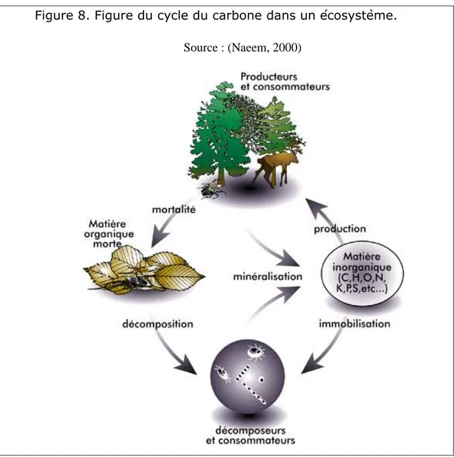 Figure 8. Figure du cycle du carbone dans un écosystème. 