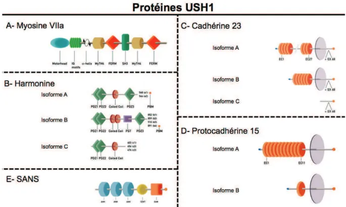 Figure 9 : Principales isoformes des protéines USH1 
