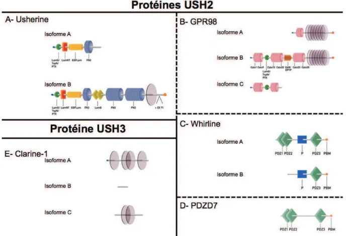 Figure 11 : Principales isoformes des protéines USH2 et USH3 Adaptée de (Kremer et al., 2006)