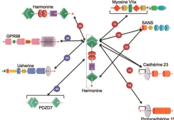 Figure 13 : Représentation des interactions entre les protéines USH et harmonine  Schémas des protéines adaptés de (Kremer et al., 2006), les chiffres et les couleurs se rapportent à la  Figure 12 (page 39), la description de chaque domaine est disponible 