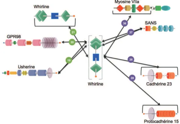 Figure 14 : Représentation des interactions entre les protéines USH et whirline   Schémas des protéines adaptés de (Kremer et al., 2006), les chiffres et les couleurs se rapportent à la  Figure 12 (page 39), la description de chaque domaine est disponible 