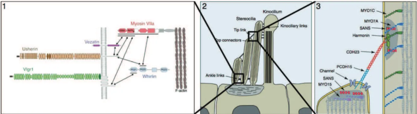 Figure 16 : Représentation des interactomes Usher situés au niveau des stéréocils  des cellules ciliées de l'oreille interne 