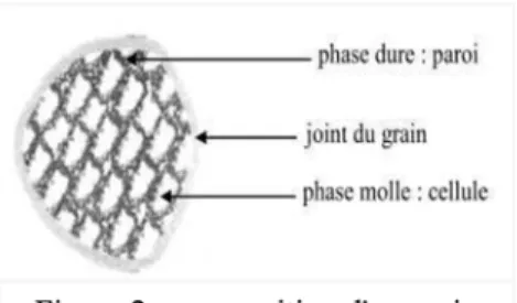 Figure 2  : composition d'un grain 