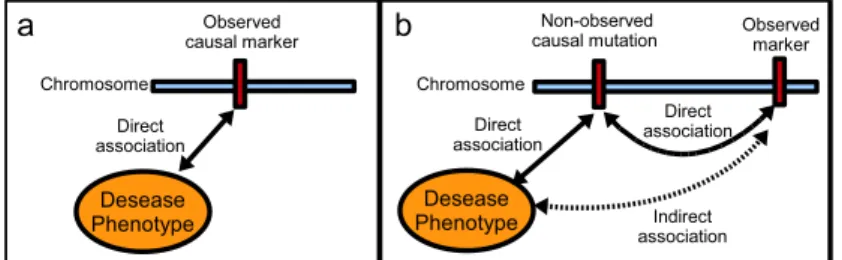Figure 1: a) Direct association between a genetic marker and the phenotype. b) Indirect association between a genetic marker and the phenotype.