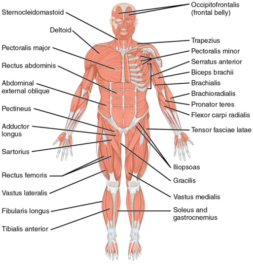 Figure 2.1: Major muscles of the body. Right side: Superficial; left side: deep (anterior view) [9]