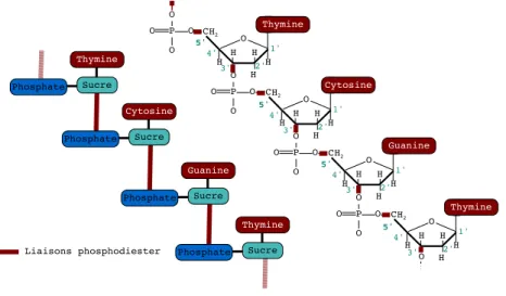 Figure 1.7 – Les liaisons phosphodiester dans la composition d’un brin d’ADN.