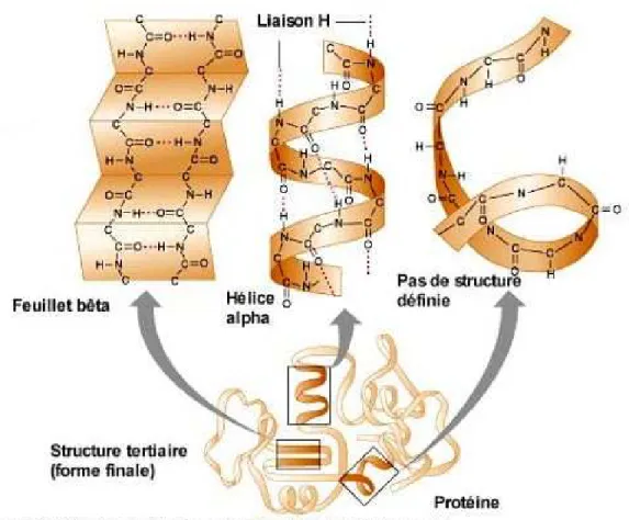 Figure 1.16 – Structure tertiaire d’une protéine. La structure tertiaire d’une protéine rend compte de l’organisation des éléments de la structure secondaire (i.e
