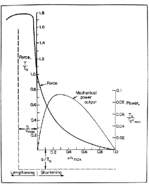 Figure 1 : Relation force-vitesse selon le modèle d'Hill (McMahon, 1984) avec 