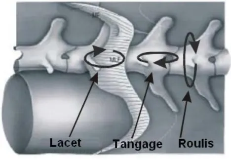Figure 2.1: – Structure de la colonne vertébrale d’une anguille et définition des angles de mouvements