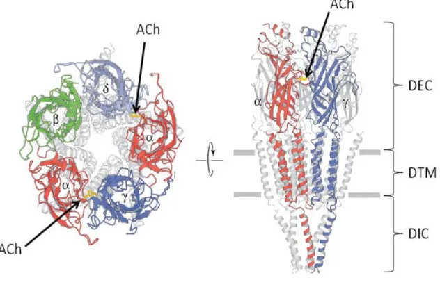 Figure 1. Structure tridimensionnelle des récepteurs nicotiniques de la torpille.  A) Vue de la  fente synaptique, avec les domaines de liaison des ligands en couleur
