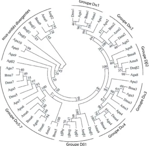 Figure 6. Arbre phylogénétique des sous-unités de récepteurs nicotiniques chez différentes  espèces d’insectes