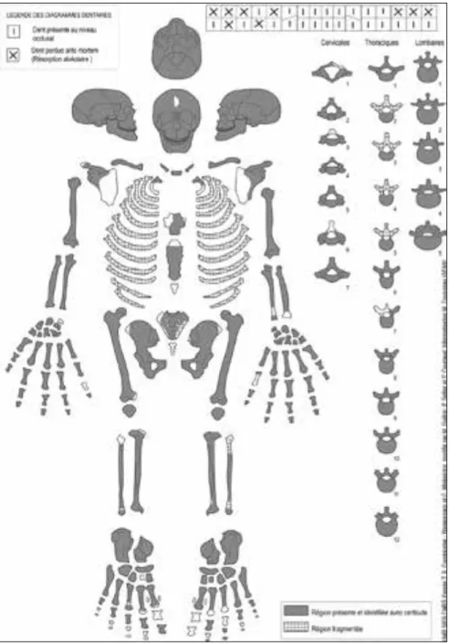 Fig. 4. Loron. Fiche de conservation du squelette de la sépulture 7006 (DAO S. de Larminat sur une  fiche de l’UMR 5199-Pacea)