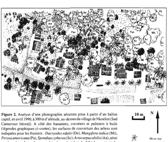 Figure 2. Analyse d'une photographie aérienne prise à partir d'un ballon captif, en avril 1990, à 300 m d'altitud e, au-dessusdu village de Nkoelon (Sud Cameroun littoral)