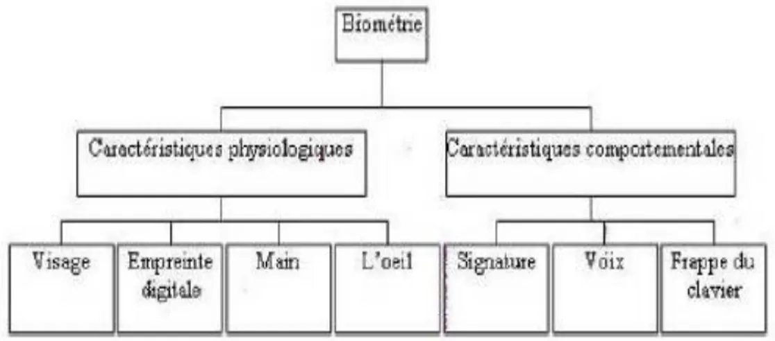 Figure I.2 : La Classification De La Biométrie[01]. 