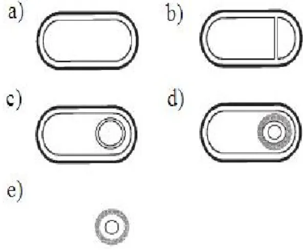 Figure  1.1  Étape  de  la  sporulation,  d’après  Driks,  [Driks,  2002,  b] :  a)  la  cellule  végétative  composée  essentiellement  du  cytoplasme  et  de  la  membrane  plasmique,  b)  formation  du  septum,  créant  deux  compartiments, la cellule m