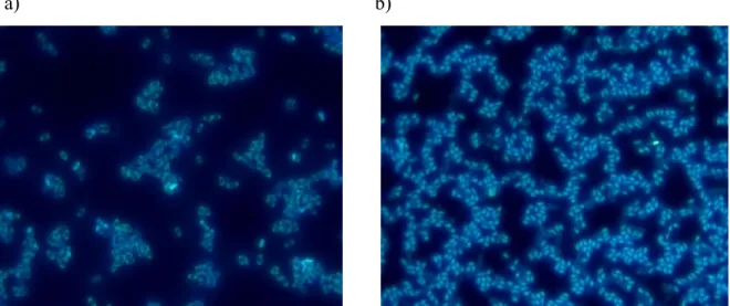 Figure 2.6 Image obtenue par microscope optique à fluorescence de spores B. atrophaeus a) non exposées et b)  passées à l’autoclave
