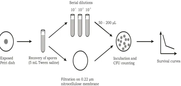 Figure  2.7  Les diverses étapes du protocole  microbiologique  d’après [Boudam  et  al., 2010] : exposition à  la  post-décharge du dépôt dans la boîte de Petri, récupération après exposition, dilution sérielle et/ou filtration sur  membrane, incubation e