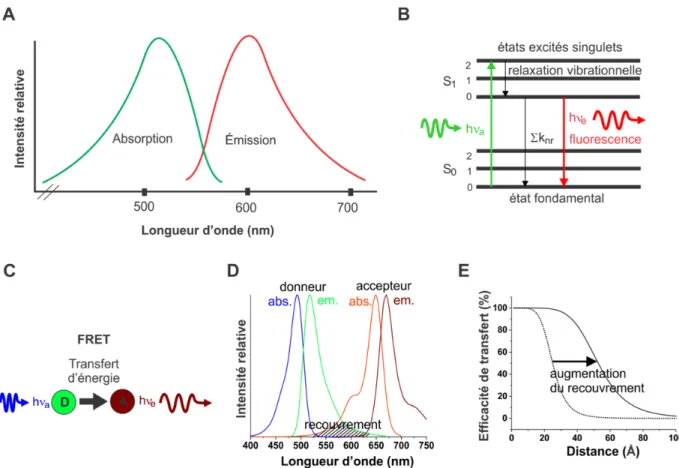 Figure 1.3 | Spectroscopie de fluorescence et FRET. (A) Exemple d’un spectre d’absorption  (en vert) et d’émission (en rouge) d’un fluorophore