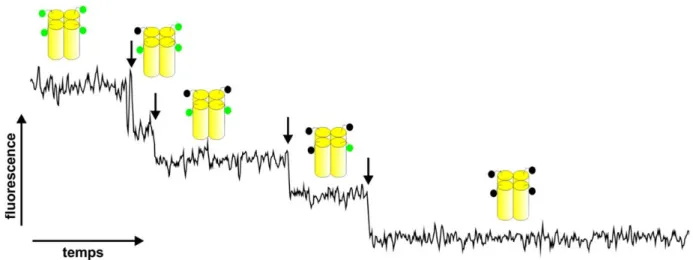 Figure 1.4 | Exemple de trace avec des sauts de photoblanchiment. Les flèches indiquent  l’emplacement des sauts pour un tétramètre où chacune des sous-unités est marquée