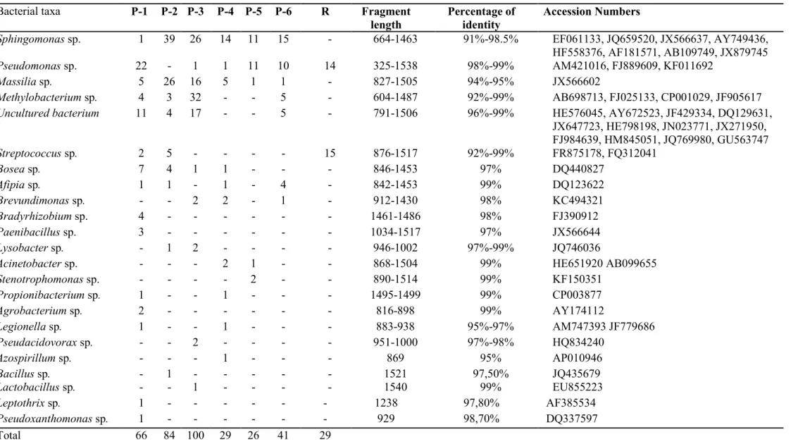 Table  2.2.  Detection  frequencies  and  identity  of  bacterial  genera  associated  with  AMF  propagules  isolated form  Solidago  rugosa  based  on  16S  rRNA  gene  sequencing  OTUs  were  clustered  at  98 %  of  sequence  identity;  then,  OTUs  sh