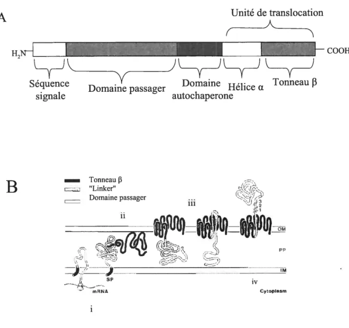 Figure 1: Organisation et biogenèse d’un autotransporteur. (A) Schéma montrant l’organisation d’un autotransporteur