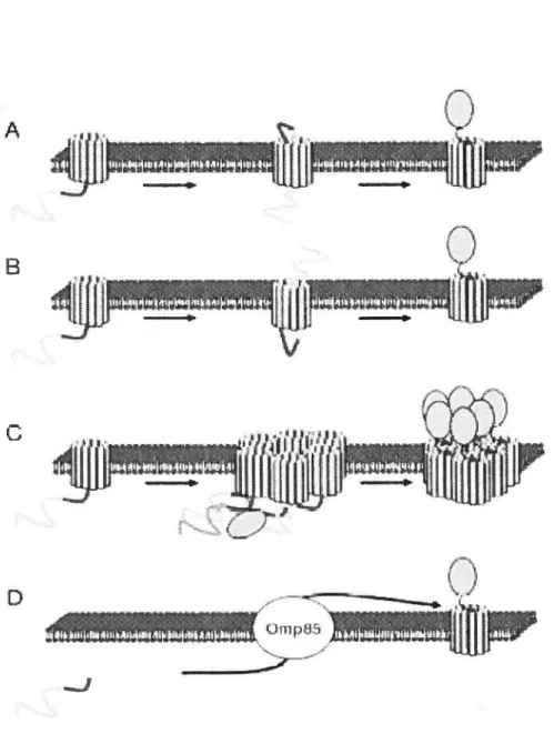 Figure 2. Modèles illustrant ta translocation à travers la membrane externe par un autotransporteur (A) Modèle en tête d’épingle