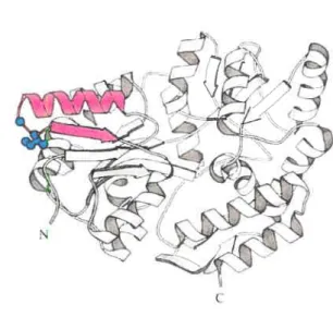 Figure 6: Structure de Ma1E3I. Structure cristallographique de MalE avec les mutations correspondant à MalE3I en mauve et les résidus a/jctés en bleu