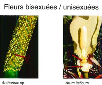 Figure 1.1. Inflorescences des genres Anthurium etArum.