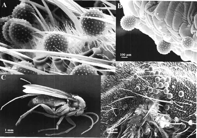 figure 3.2. Pollen grains of Arisaema triphylliim and Docosia sp. (Mycetophilidae) A. Close up view showing pollen grains of Arisaema triphyllum between thoracic hairs of ofDocosia sp