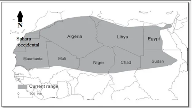 Figure 09 - Aire globale de répartition du Fennec (CUZIN (1996); ASA et al., (2008))  modifiée