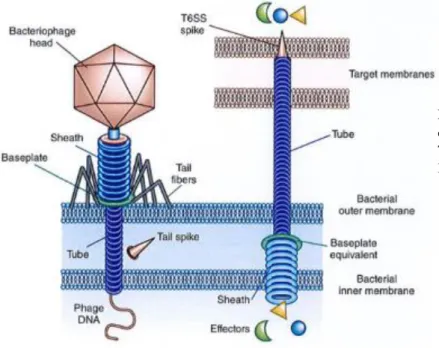 Figure  8 :  Analogie  des  structures  de  la  queue hélicoïdale des phages et du système  T6SS  de  sécrétion  bactérien  (Braun  and  Patzer, 2013) 