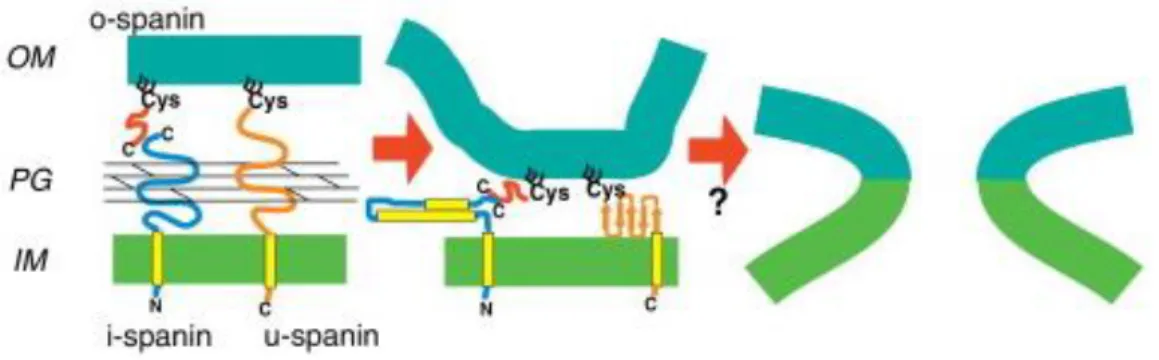 Figure 14 Model de fonctionnement et de structure des complexes spanins 