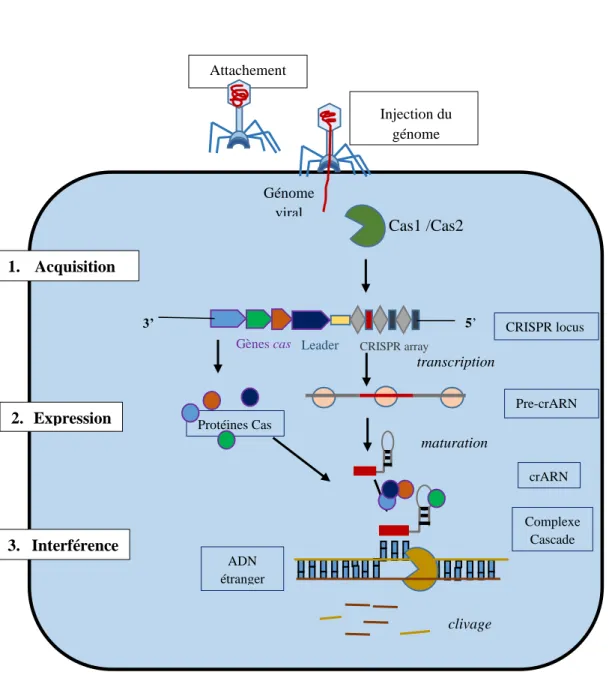 Figure 22 : Représentation des principales étapes de la réponse adaptative du CRISPR Cas chez les bactéries après infection  par un phage 