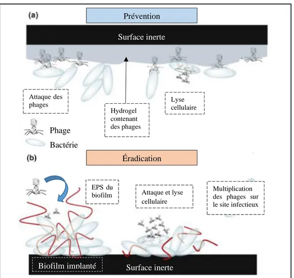 Figure 25 : Stratégies d’utilisation des phages pour lutter contre les biofilms de surfaces inertes  