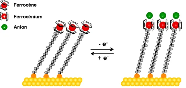 Figure  1.11:  Schématisation  du  processus  d'appariement  ionique  des  groupements  ferrocéniums et réorientation moléculaire