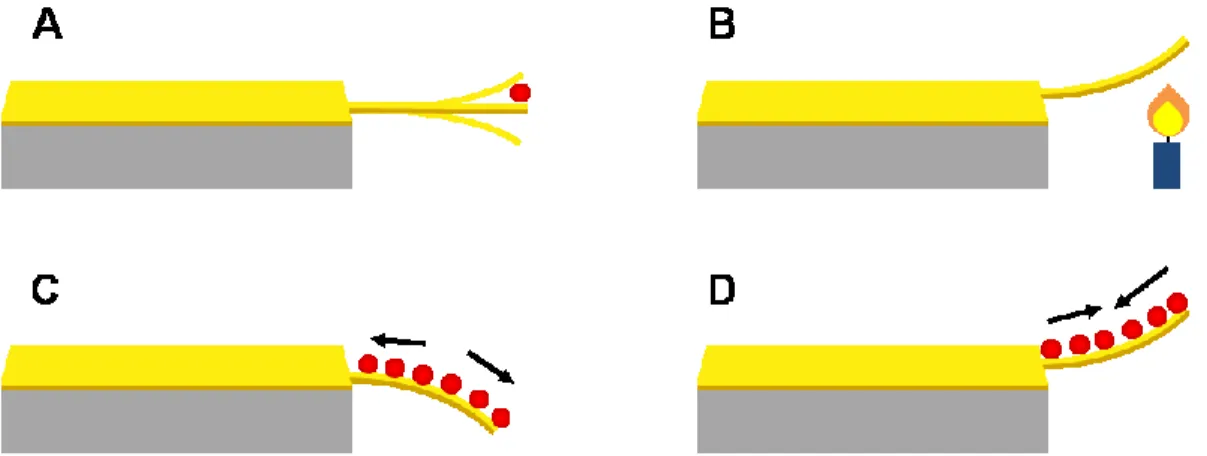 Figure 1.14: Modes d'opération des capteurs à base de micro-leviers. (A) Mode dynamique,  (B) Mode bimétallique