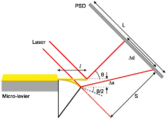 Figure  1.15:  Schématisation  de  la  mesure  de  déflexion  verticale  d'un  micro-levier  par  la  méthode optique