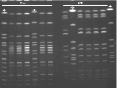 Figure 3 PFGE analysis S. Derby collected on 3 farm landing stages with 2 enzymes of restriction 1 control S