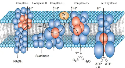 Figure 2. Les 5 complexes du système de phosphorylation oxydative (OXPHOS). En rouge  sont  représentées  les  sous-unités  codées  par  le  génome  mitochondrial  et  en  bleu  celles  codées par le génome nucléaire