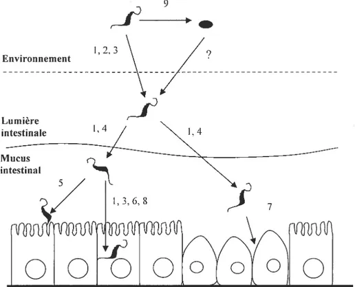 figure 2.1: Résumé des différentes phases de la colonisation de l’intestin et des mécanismes de virulence hypothétiques de C