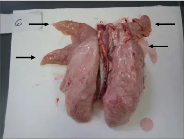 Figure 2 : Lésions macroscopiques de pneumonie enzootique porcine localisées sur  les lobes apicaux et cardiaques (zone grise-mauve)