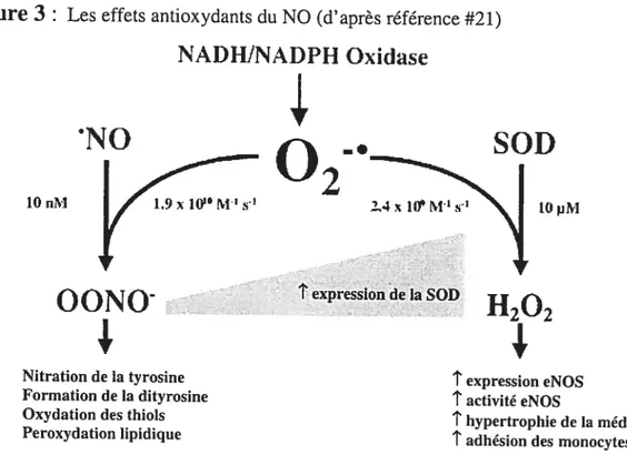 Figure 3 Les effets antioxydants du NO (d’après référence #21)