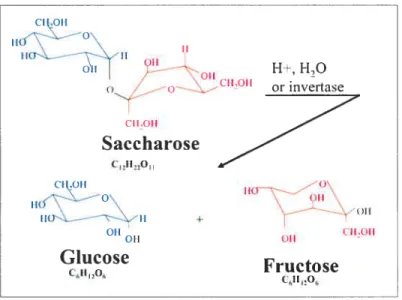 Figure 3. — Inversion du saccharose en glucose et fructose par l’enzyme ïnvertase (isomères les plus stables présentés)