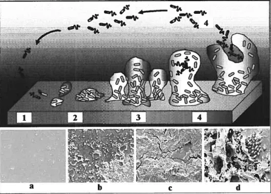 Figure 4. — Schéma représentant le processus de développement du biofdm. Etape 1: attachement initial (réversible); étape 2: adhésion, formation de micro-colonies et début de production d’EPS (irréversibles); étape 3: maturation du biofilm et étape 4: disp