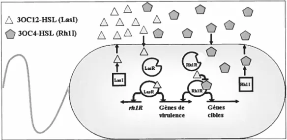 figure 5. — Le système de communication inter-cellulaire (cluortun sensing) de Pseudomonas aeruginosa utilisé afin de réguler une grande variété de gènes