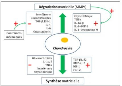 Figure 3 : Régulation de l’homéostasie du cartilage articulaire 