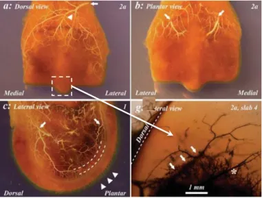 Figure 8 : Vascularisation épiphysaire du MTIII du poulain de 2 semaines, Olstad et al