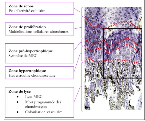 Figure 10 : Ossification endochondrale, description histologique et fonctionnelle  Photomicrographie d’après Laverty et Girard (2013)  