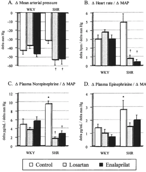 Fig 2. In vivo hypotensive responses induced by infusion of nitroprusside (50 tg/kg per minute, 5 minutes)