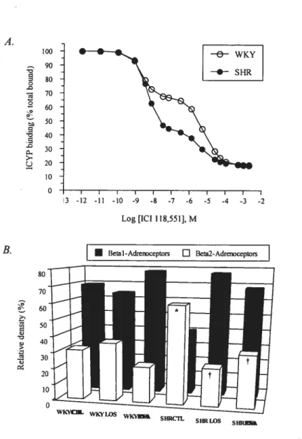 fig 3. A. B1 and B2-adrenoceptor relative density in lefi ventricular membrane preparations measured by the competition of ICYP (50 pmolIL) binding by the selective 132 antagonist ICI 118,551